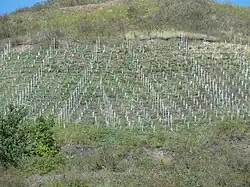 Les vignes du terril no&nbsp;9.