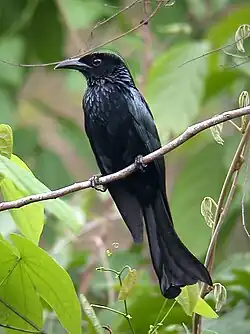 Drongo à crinière