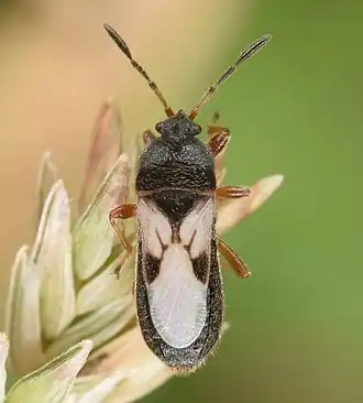 Blissus leucopterus, Georgie (États-Unis).