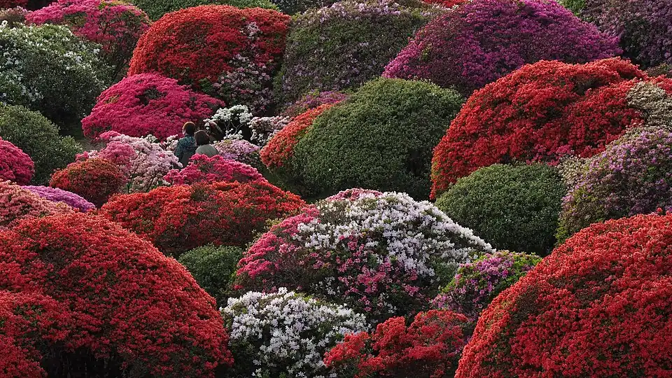 Rhododendrons dans un hotel à Hakone, au Japon, en mai 2022.