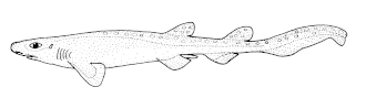 Description de l'image Halaelurus_dawsoni_(New_Zealand_catshark).gif.