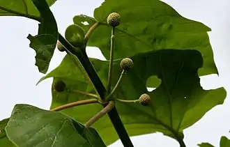 Description de l'image Haldina cordifolia (Haldu) in Ananthagiri forest, AP W IMG 9367.jpg.