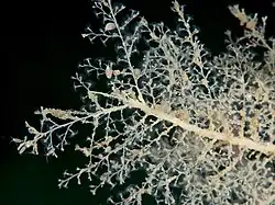 Halecium muricatum (Haleciidae)