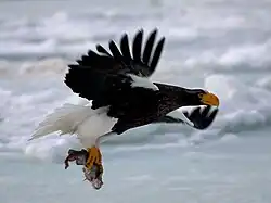 Photo couleur d'un rapace en plein vol.
