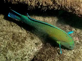 Description de l'image Halichoeres brasiliensis.jpg.