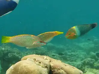 Trois labres échiquiers (Halichoeres hortulanus), dans deux livrées différentes.