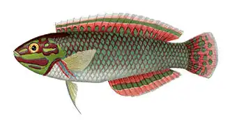 Description de l'image Halichoeres ornatissimus.jpg.