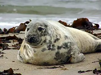 Photographie en couleurs d'un mammifère marin au pelage blanc et beige tacheté de gris, le corps allongé sur la sable.