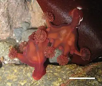 Haliclystus antarcticus