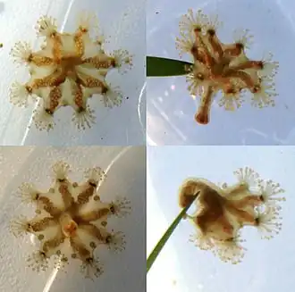 Haliclystus octoradiatus