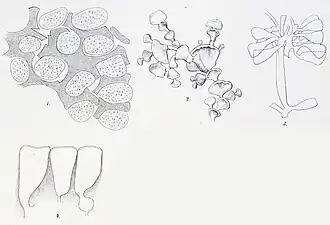 Description de l'image Halimeda macrophysa Askenasy 1888.jpg.