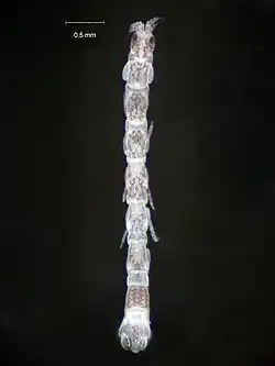 Haliophasma geminatum