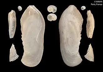 Description de l'image Haliotinella patinaria (MNHN-IM-2000-5223) 002.jpeg.