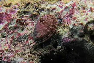 Haliotis unilateralis (rare)