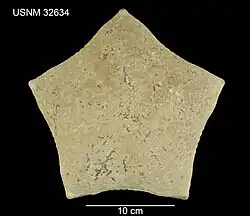 Face aborale d'un spécimen séché (holotype)