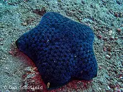 Individu typique (sans lumière artificielle).