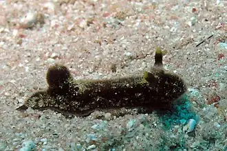 Hallaxa indecora, un Actinocyclidae.