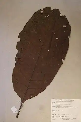 Description de l'image Hallea ledermannii (K.Krause) Verdc. (PM5178).jpg.