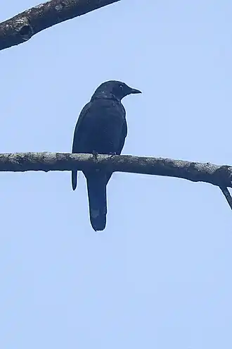 Description de l'image Halmahera Cuckoo-Shrike - Indonesia MG 3219 (16407993233).jpg.