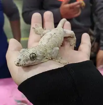 Description de l'image Halmahera giant gecko at Tampa Repticon, Feb 2020 (cropped).jpg.