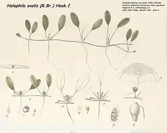 Halophila ovalis d'après Hemprich F.G. & Ehrenberbg C.G., 1900