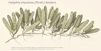 Halophila stipulacea d'après Hemprich F.G. & Ehrenberbg C.G., 1900