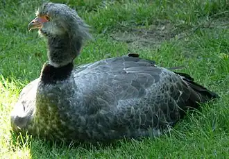 Chajá ou Kamichi à collier (Chauna torquata)