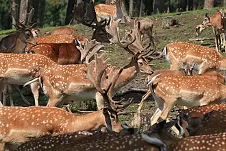 Le Daim européen (Dama dama), utilisé par les Romains comme source de viande ou comme animal d'agrément&nbsp;(en).