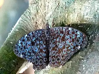 Description de l'image Hamadryas atlantis lelaps.jpg.