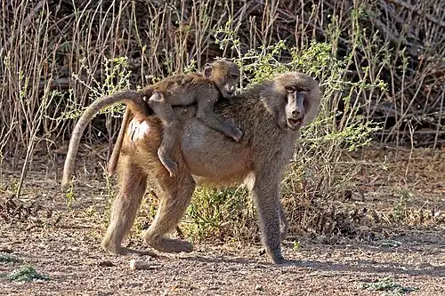 Mère babouin hamadryas et son petit au parc national de l'Awash (Éthiopie) en décembre 2017.