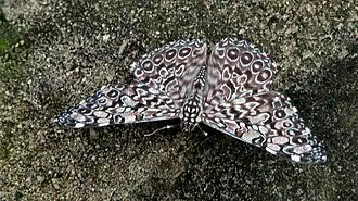 Description de l'image Hamadryas iphthime (H.W. Bates, 1864) (3798355085).jpg.