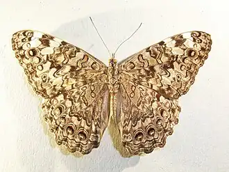 Description de l'image Hamadryasepinome.jpg.