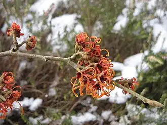 Fleurs d'Hamamelis × intermedia 'Jelena'.