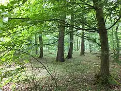 sous-bois de gros charmes et de chênes