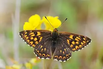 RiodinidaeHamearis lucina