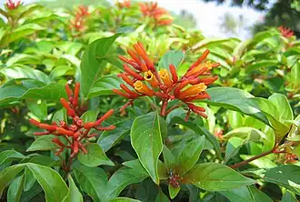 Description de l'image Hamelia patens Flower.jpg.