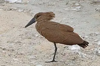 Scopus umbretta (Scopidae)