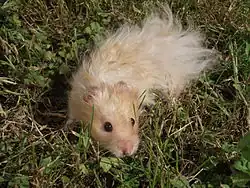 Hamster doré à poil long dit "angora"