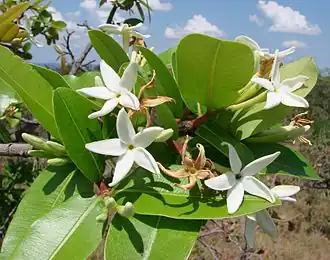 Description de l'image Hancornia speciosa (1).jpg.