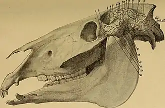 Dessin d'un crâne d'un cheval et du cerveau dedans.