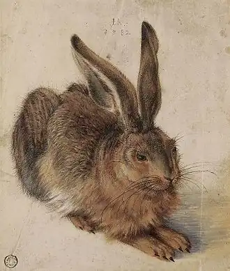 Hans Hoffmann, Lièvre (copié de Dürer), 1582, aquarelle sur papier, 216&nbsp;×&nbsp;183&nbsp;mm, Brême, Galerie Neuse, portant l'inscription « Hh 1582 ».