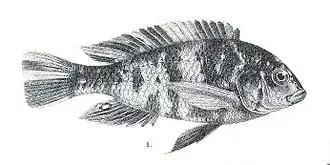 Description de l'image Haplochromis bicolor.jpg.