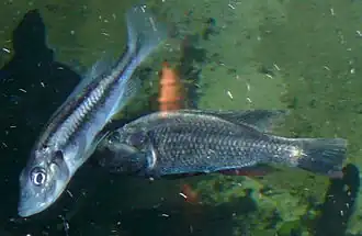 Description de cette image, également commentée ci-après