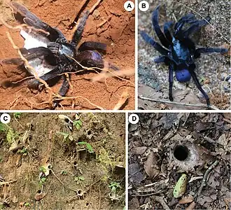 Description de l'image Haploclastus devamatha (10.3897-zookeys.749.23414) Figure 1.jpg.