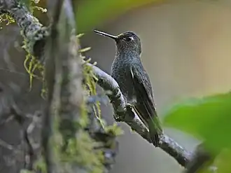 Description de l'image Haplophaedia assimilis Buff-thighed Puffleg; Paucartambo, Cuzco, Peru.jpg.