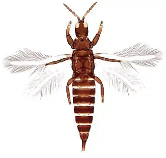 Description de l'image Haplothrips shivendraii (10.3897-zookeys.786.28332) Figure 2.jpg.
