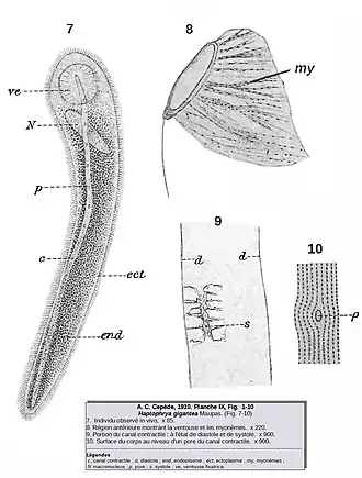 Description de cette image, également commentée ci-après