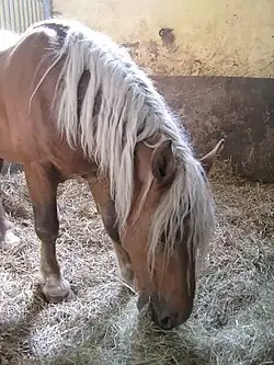 Vue de l'avant-main de trois quarts, encolure basse