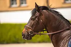 Tête d'un cheval bai équipé d'un filet doté d'une muserolle combinée.