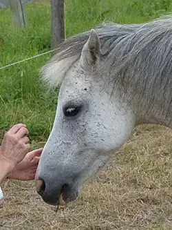 Tête d'un cheval gris en train d'être caressée